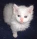 Other Cats for sale in Houston, TX, USA. price: NA
