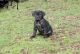 Other Puppies for sale in Daly City, CA, USA. price: NA