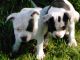 Other Puppies for sale in Killeen, TX, USA. price: NA