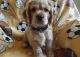 Other Puppies for sale in Philadelphia, PA, USA. price: NA