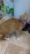 Other Cats for sale in Greensburg, PA 15601, USA. price: NA