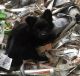Other Puppies for sale in Sussex, NJ 07461, USA. price: NA