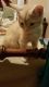 Other Cats for sale in Thornton, CO, USA. price: $350