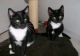 Other Cats for sale in San Bernardino, CA, USA. price: NA