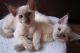 Other Cats for sale in San Bernardino, CA, USA. price: NA