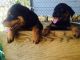 Other Puppies for sale in Brookfield, NS, Canada. price: $800