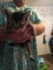 Other Cats for sale in Summerfield, FL 34491, USA. price: NA