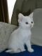 Other Cats for sale in Minneapolis, MN, USA. price: $650