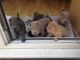 Other Puppies for sale in Santa Clara, CA, USA. price: NA