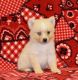 Other Puppies for sale in Worcester, MA, USA. price: NA