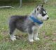 Other Puppies for sale in Wyoming, MI, USA. price: NA