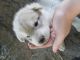 Other Puppies for sale in Nokomis, IL 62075, USA. price: NA