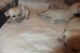 Other Puppies for sale in Jacksonville, FL, USA. price: NA