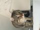 Other Cats for sale in Vicksburg, MI 49097, USA. price: $295