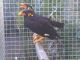 Other Birds for sale in Los Angeles, CA 90005, USA. price: NA