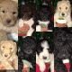 Other Puppies for sale in Talihina, OK 74571, USA. price: NA