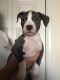 Other Puppies for sale in Austin, TX, USA. price: $500