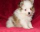 Other Puppies for sale in Austin, TX, USA. price: $550