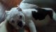 Other Puppies for sale in Pigeon Forge, TN, USA. price: $500