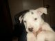 Other Puppies for sale in Pomona, CA, USA. price: NA