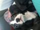 Other Puppies for sale in Pomona, CA, USA. price: NA