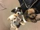 Other Puppies for sale in Mississauga, ON, Canada. price: NA
