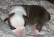 Other Puppies for sale in Garrettsville, OH 44231, USA. price: NA