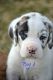 Other Puppies for sale in Mcveytown, PA 17051, USA. price: $600