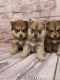 Other Puppies for sale in Walnut, CA, USA. price: NA