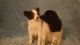 Other Puppies for sale in E 119th St, New York, NY 10035, USA. price: NA