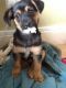 Other Puppies for sale in Mississauga, ON, Canada. price: NA