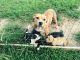 Other Puppies for sale in Zebulon, NC 27597, USA. price: $100
