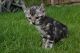 Other Cats for sale in Los Angeles, CA, USA. price: $554