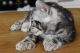 Other Cats for sale in Detroit, MI, USA. price: $490