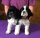 Other Puppies for sale in Dover, DE, USA. price: NA