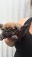 Other Puppies for sale in Altamonte Springs, FL, USA. price: NA