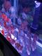 Other Fishes for sale in Parma, OH, USA. price: NA