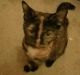 Other Cats for sale in 3232 Bardaville Dr, Lansing, MI 48906, USA. price: NA