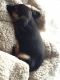 Other Puppies for sale in Beverly Hills, CA 90210, USA. price: NA