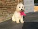 Other Puppies for sale in Beverly Hills, CA 90210, USA. price: NA