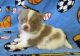 Other Puppies for sale in Fresno, CA, USA. price: NA