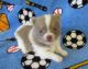 Other Puppies for sale in Boston, MA, USA. price: NA