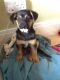 Other Puppies for sale in Boston, MA, USA. price: NA