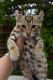 Other Cats for sale in Jeffersonville, IN, USA. price: NA