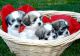 Other Puppies for sale in Brooklyn, MS 39425, USA. price: NA