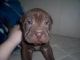 Other Puppies for sale in California Ave, Windsor, ON, Canada. price: NA