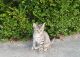 Other Cats for sale in Batavia, OH 45103, USA. price: NA