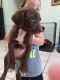 Other Puppies for sale in Southwest Ranches, FL, USA. price: NA