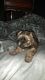 Other Puppies for sale in Dayton, OH, USA. price: $450