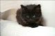 Other Cats for sale in Holyoke, MA 01040, USA. price: $150